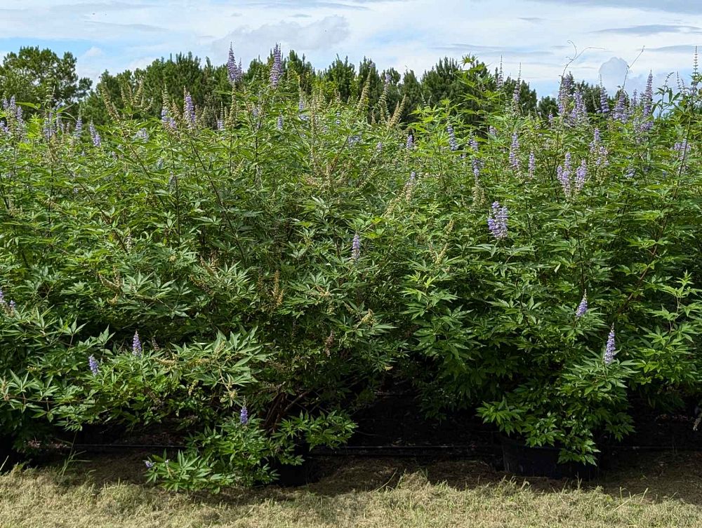 vitex-agnus-castus-shoal-creek-chaste-tree