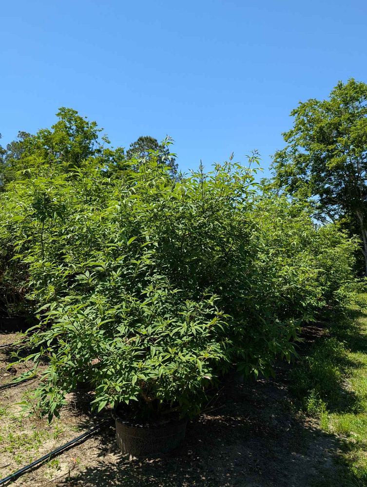 vitex-agnus-castus-shoal-creek-chaste-tree