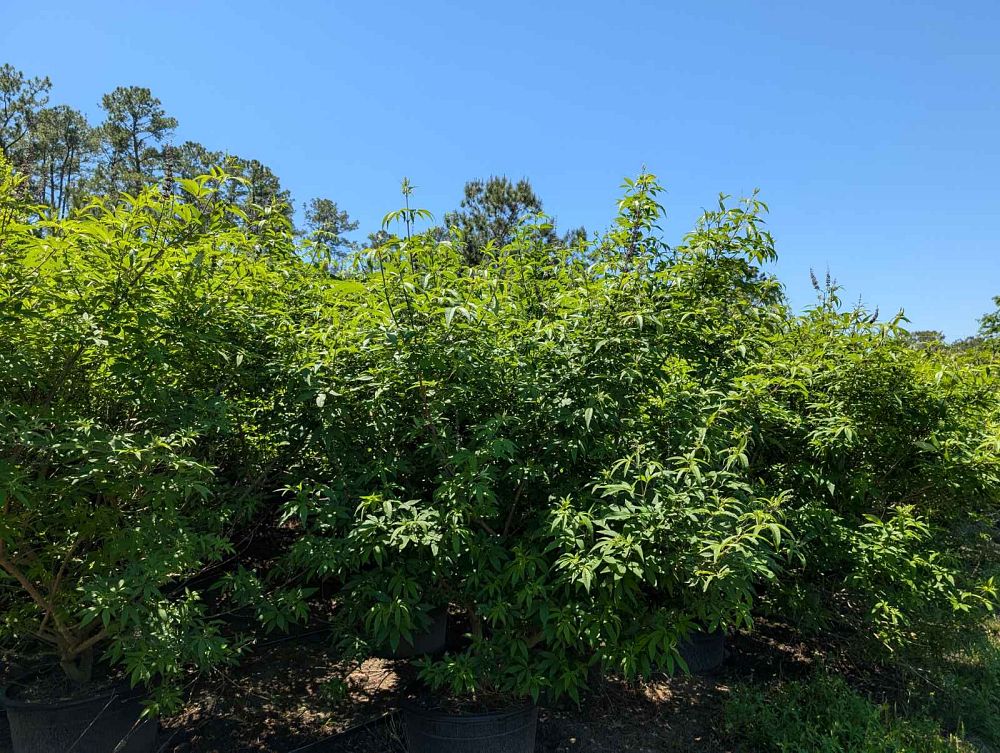 vitex-agnus-castus-shoal-creek-chaste-tree