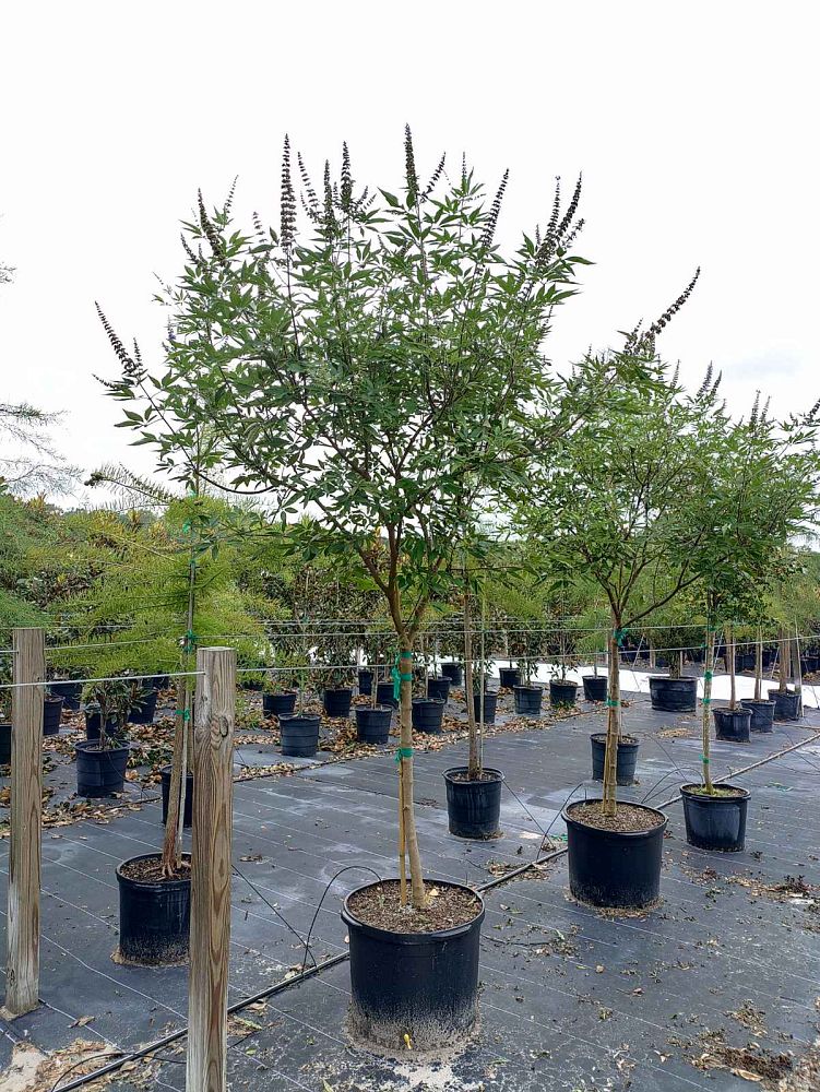 vitex-agnus-castus-shoal-creek-chaste-tree