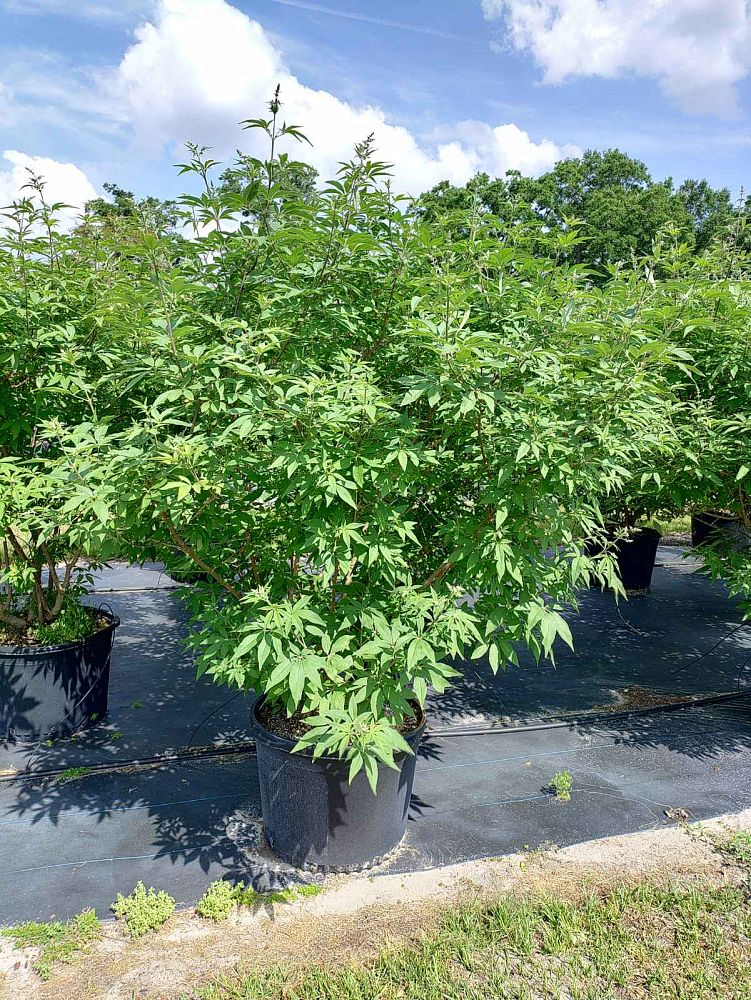 vitex-agnus-castus-shoal-creek-chaste-tree