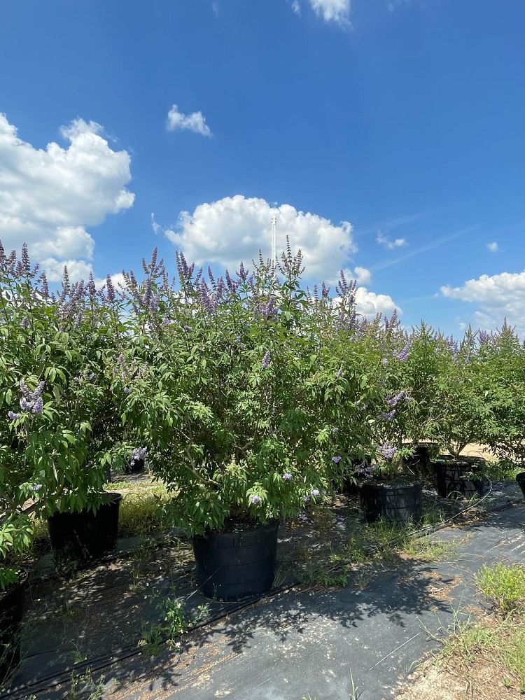 vitex-agnus-castus-shoal-creek-chaste-tree