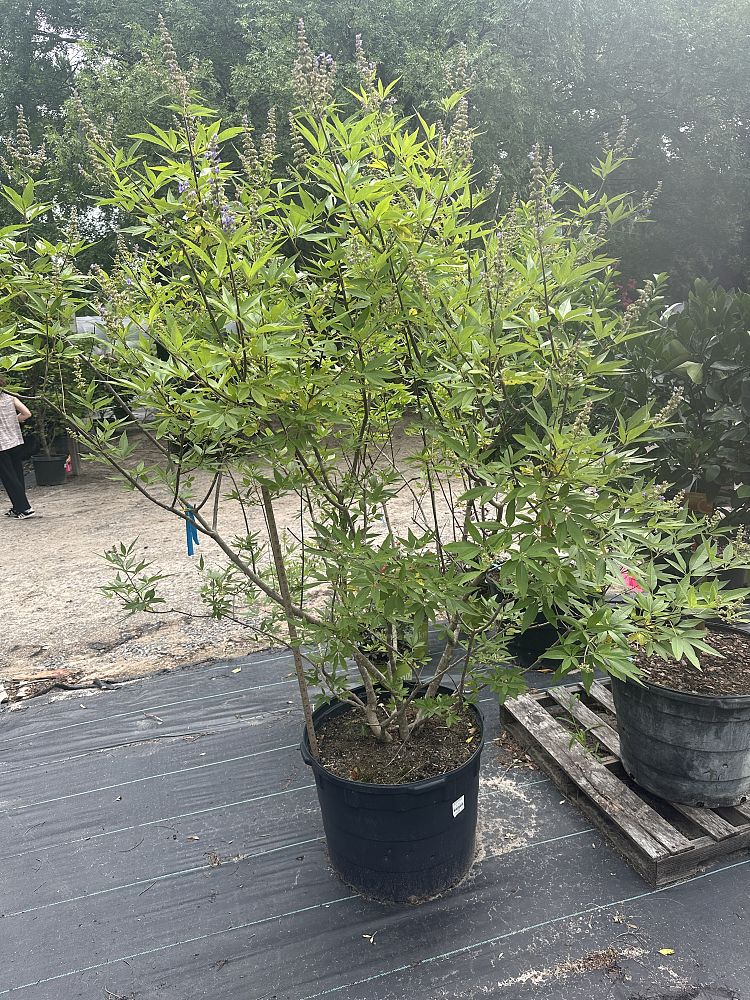 vitex-agnus-castus-shoal-creek-chaste-tree