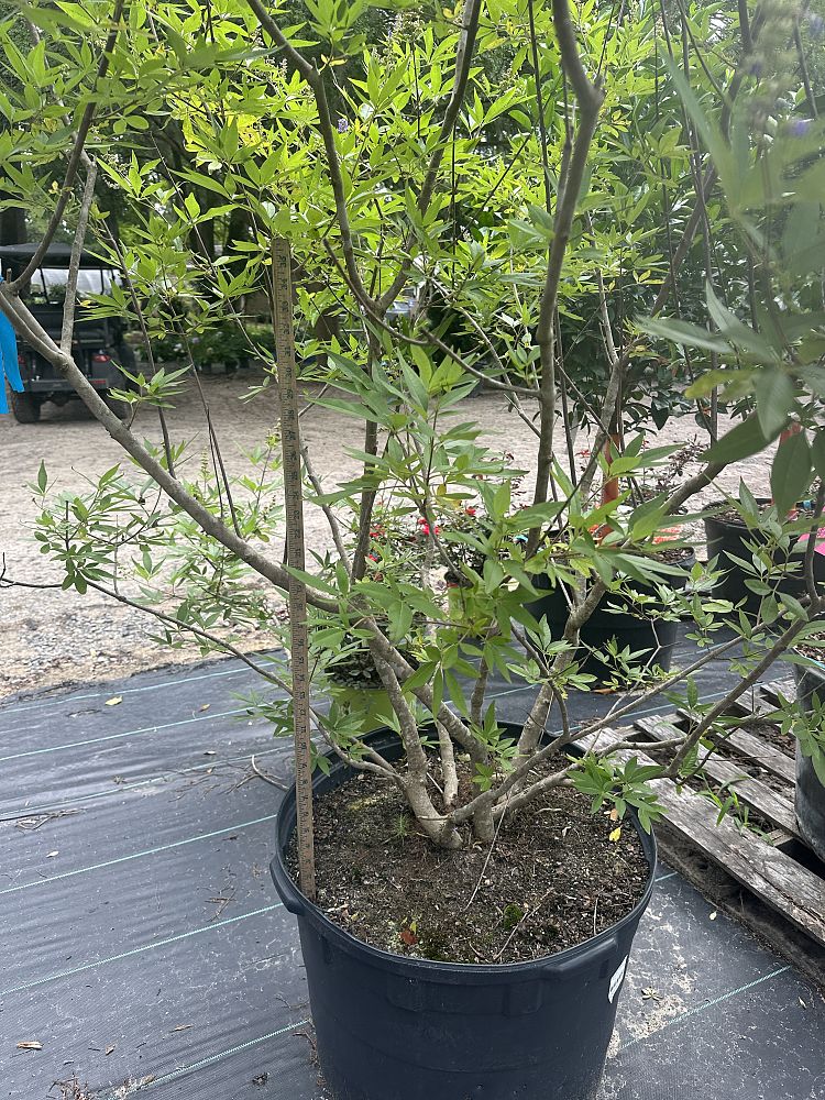 vitex-agnus-castus-shoal-creek-chaste-tree