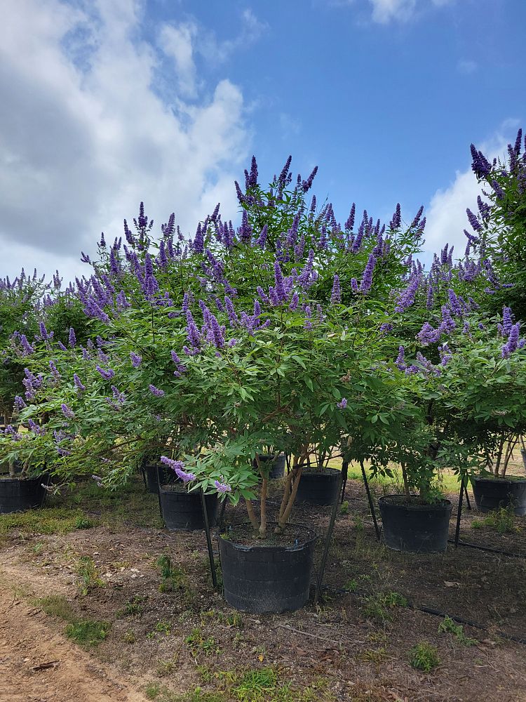 vitex-agnus-castus-shoal-creek-chaste-tree