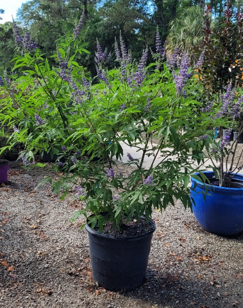 vitex-agnus-castus-shoal-creek-chaste-tree