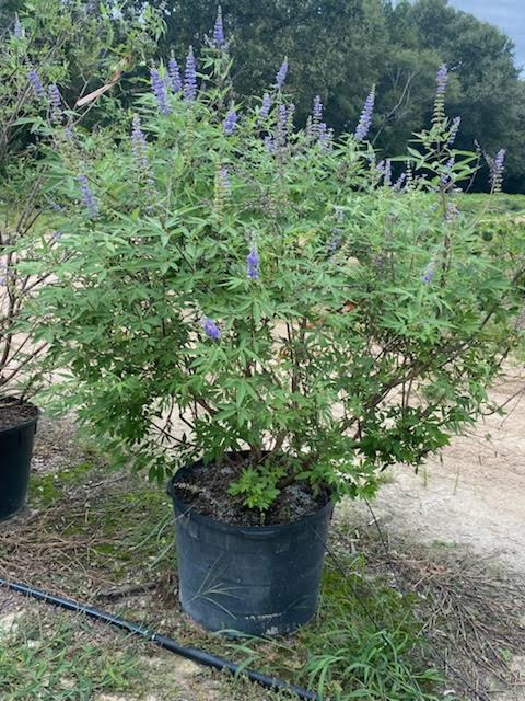 vitex-agnus-castus-shoal-creek-chaste-tree