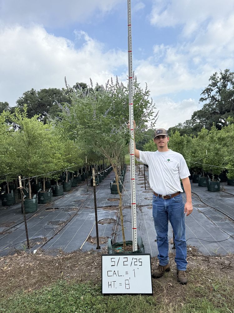 vitex-agnus-castus-shoal-creek-chaste-tree
