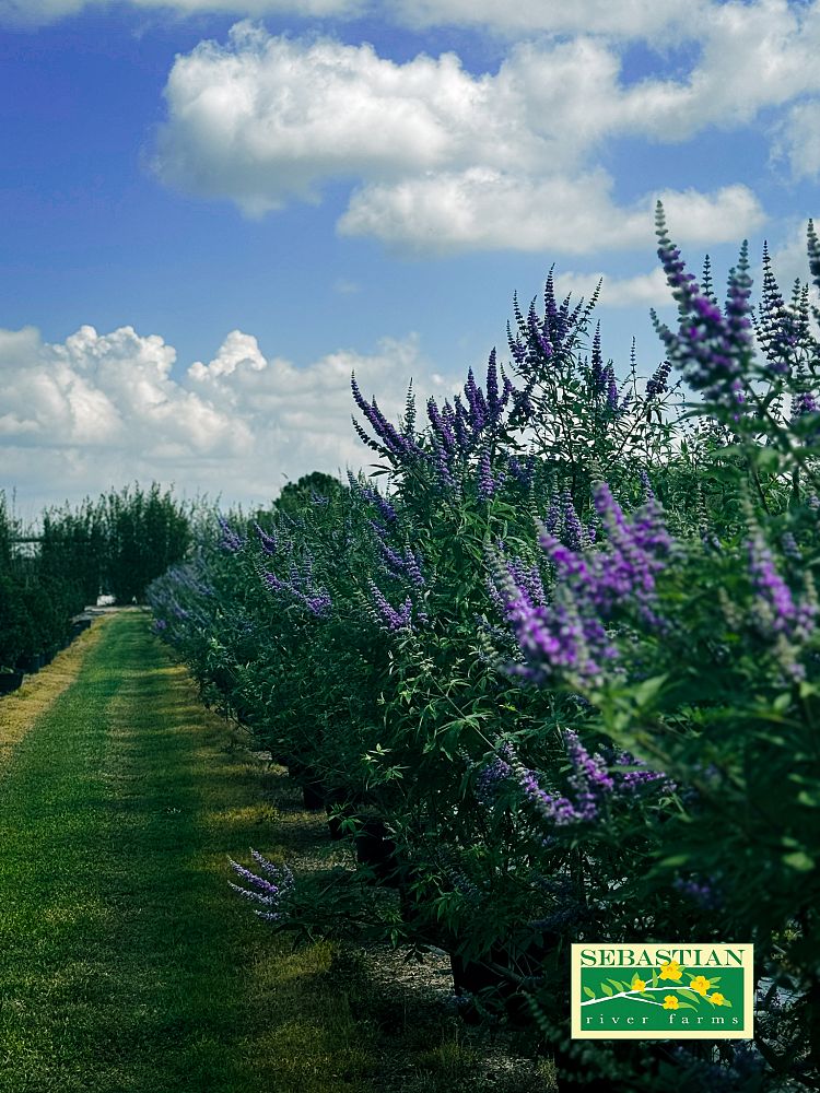 vitex-agnus-castus-shoal-creek-chaste-tree