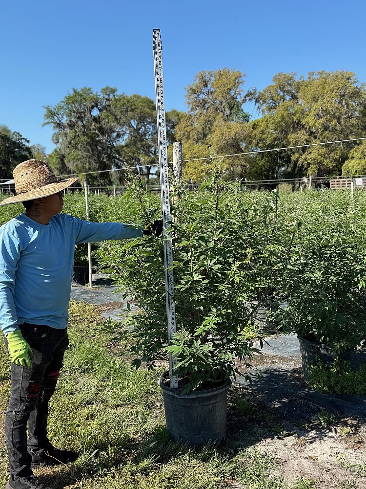 vitex-agnus-castus-shoal-creek-chaste-tree