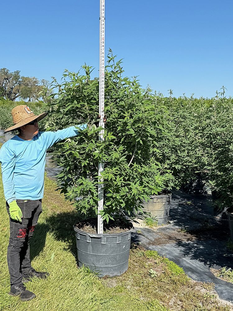 vitex-agnus-castus-shoal-creek-chaste-tree