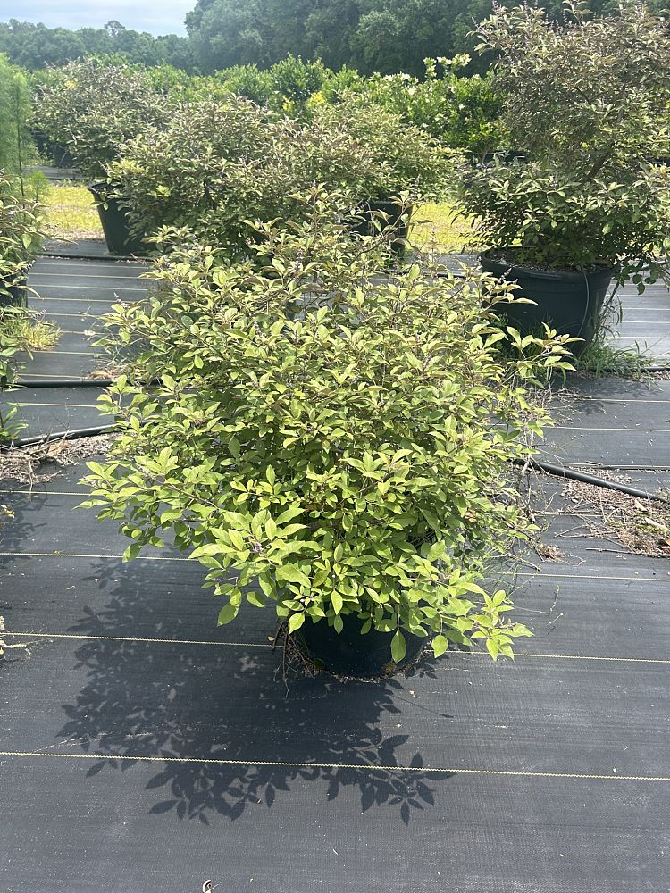 vitex-agnus-castus-shoal-creek-chaste-tree