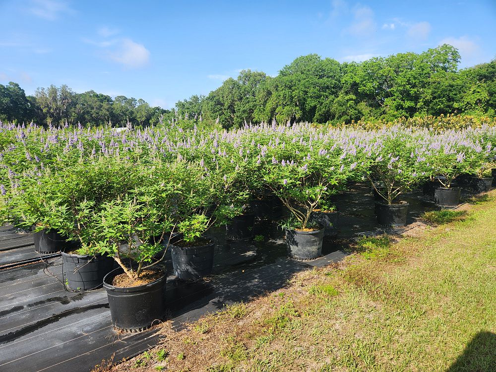 vitex-agnus-castus-shoal-creek-chaste-tree