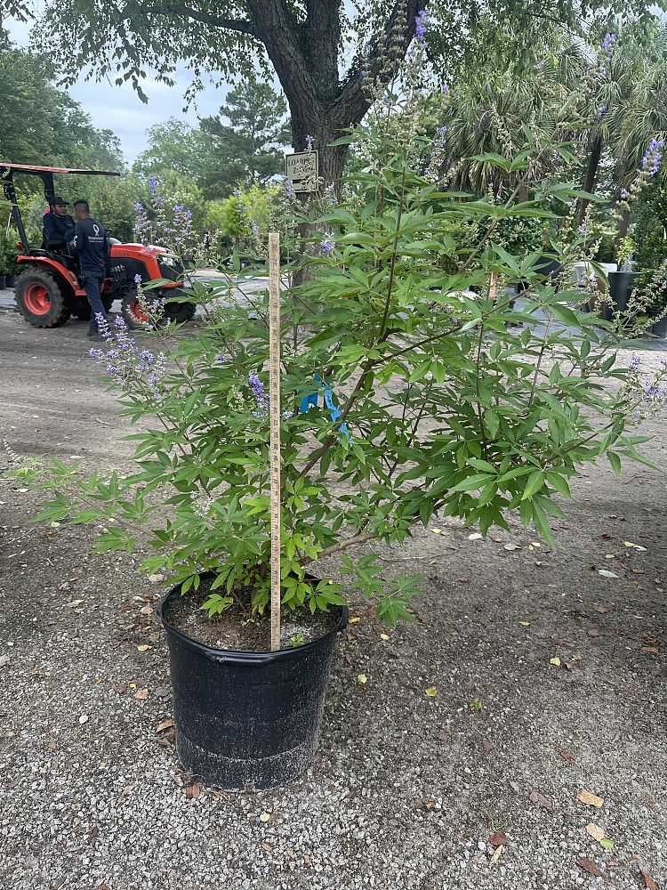 vitex-agnus-castus-shoal-creek-chaste-tree