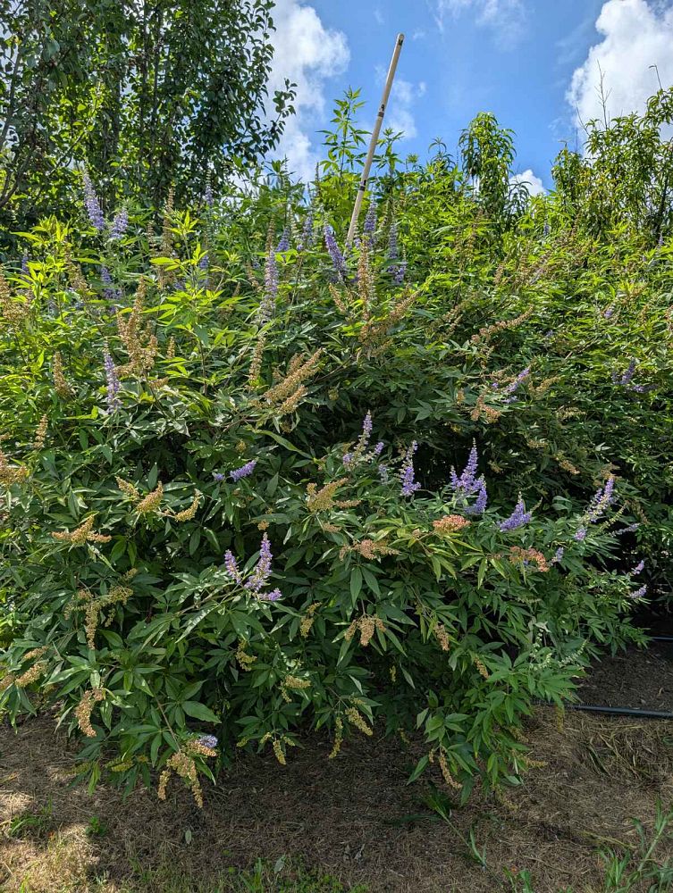 vitex-agnus-castus-shoal-creek-chaste-tree