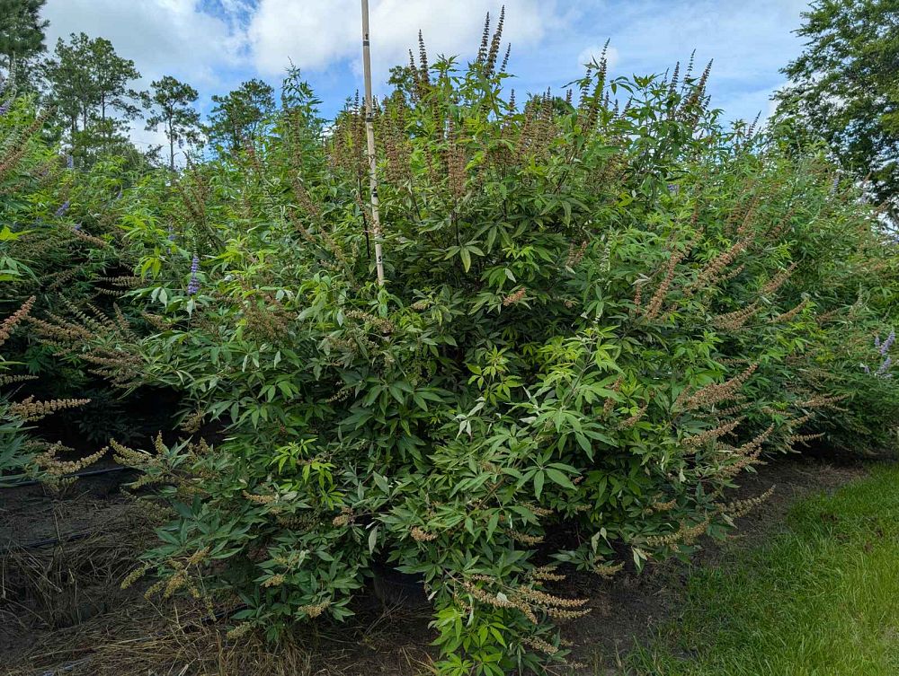 vitex-agnus-castus-shoal-creek-chaste-tree