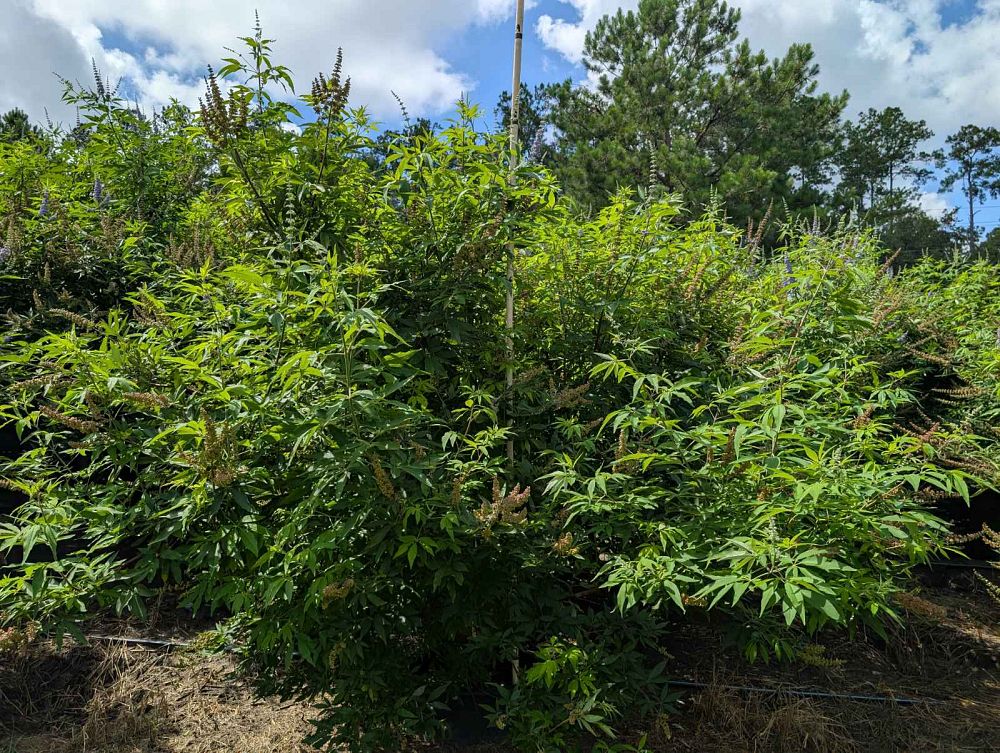 vitex-agnus-castus-shoal-creek-chaste-tree
