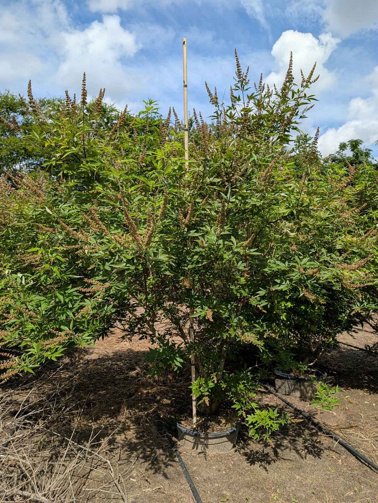 vitex-agnus-castus-shoal-creek-chaste-tree