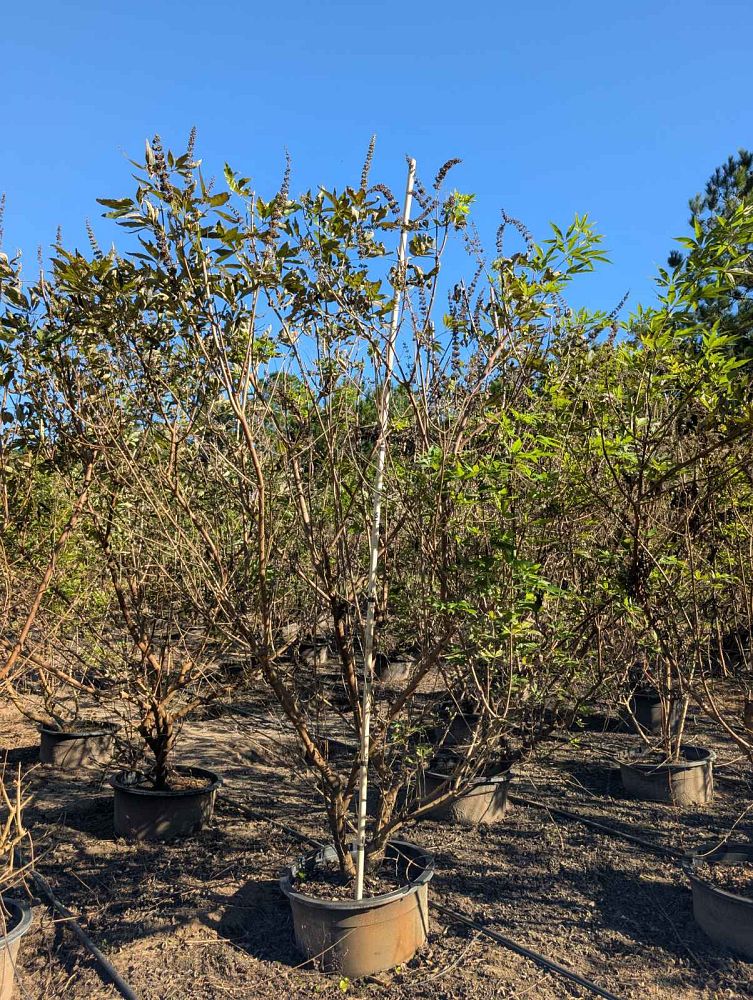 vitex-agnus-castus-shoal-creek-chaste-tree