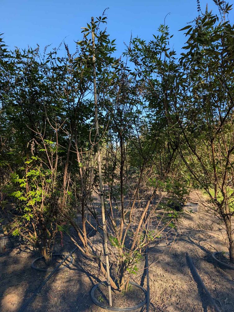 vitex-agnus-castus-shoal-creek-chaste-tree