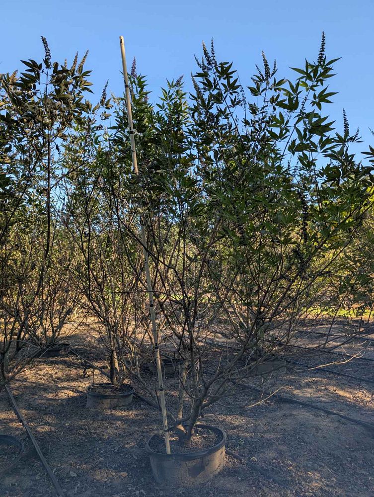 vitex-agnus-castus-shoal-creek-chaste-tree