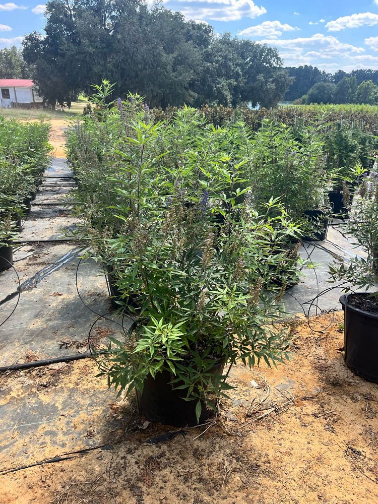 vitex-agnus-castus-shoal-creek-chaste-tree