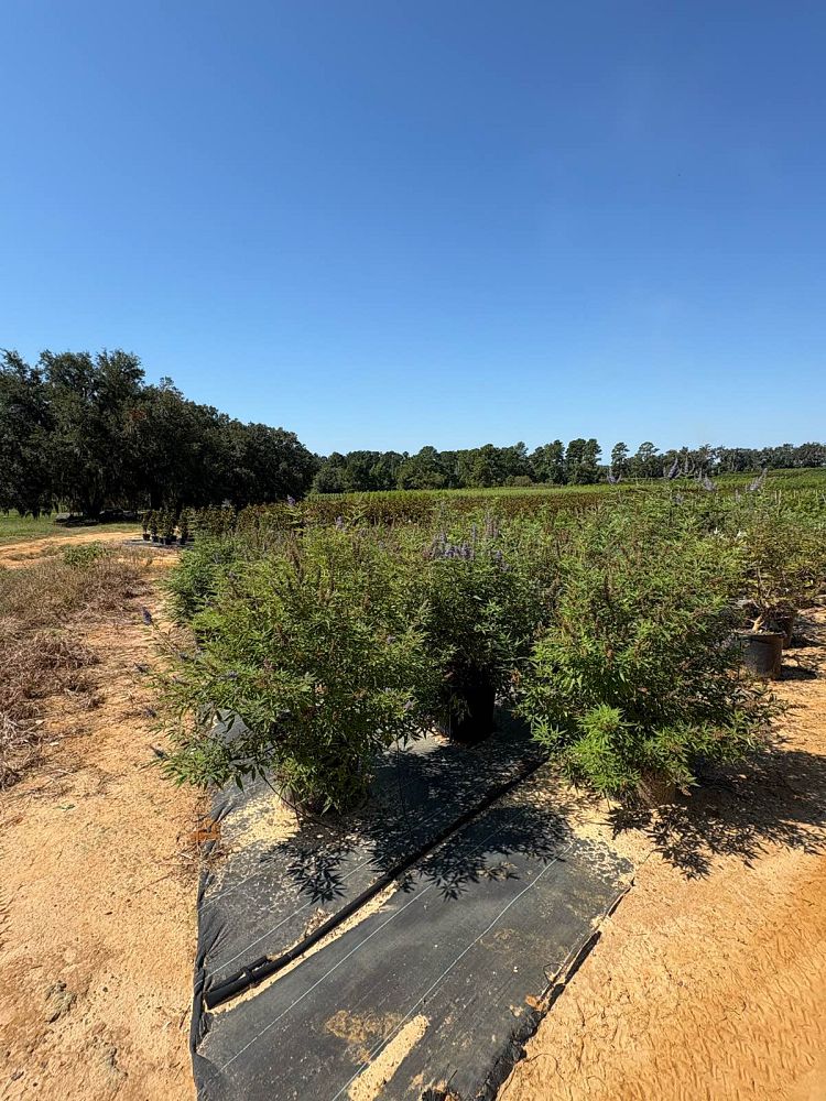 vitex-agnus-castus-shoal-creek-chaste-tree