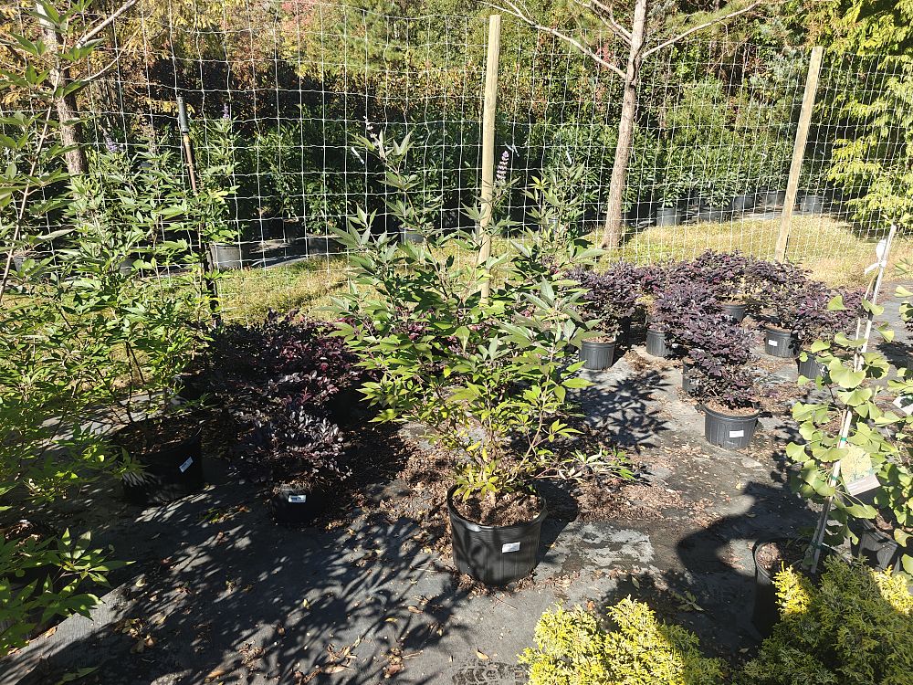 vitex-agnus-castus-shoal-creek-chaste-tree