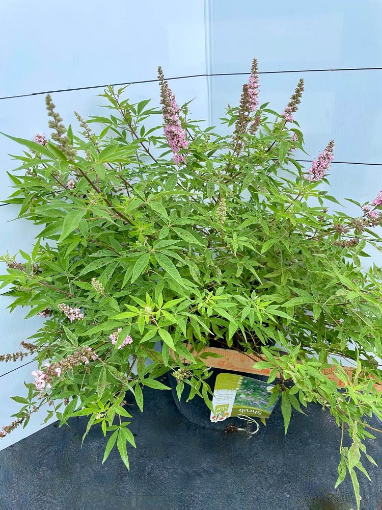 vitex-agnus-castus-v07-sc-op-4-pink-pinnacle-trade-vitex