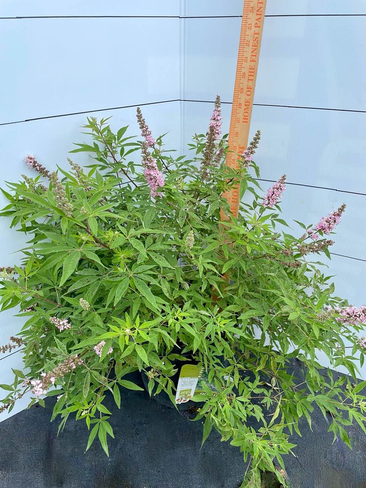 vitex-agnus-castus-v07-sc-op-4-pink-pinnacle-trade-vitex