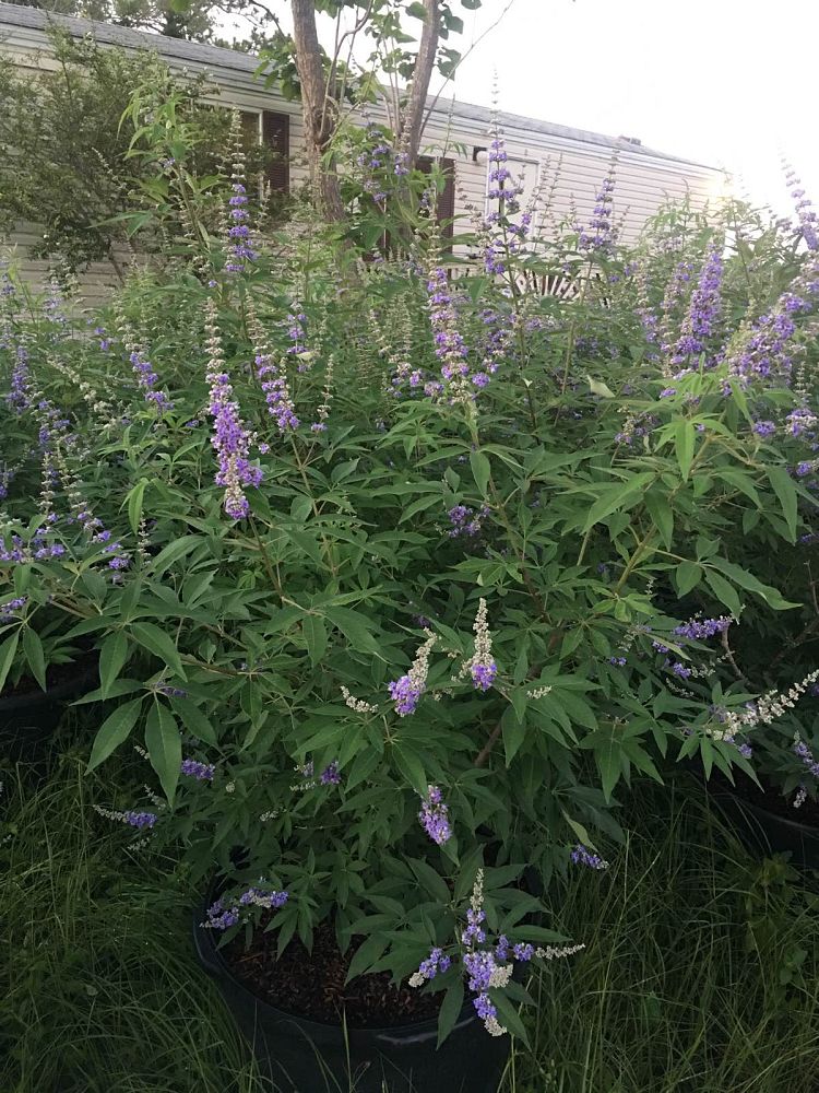 vitex-chastetree