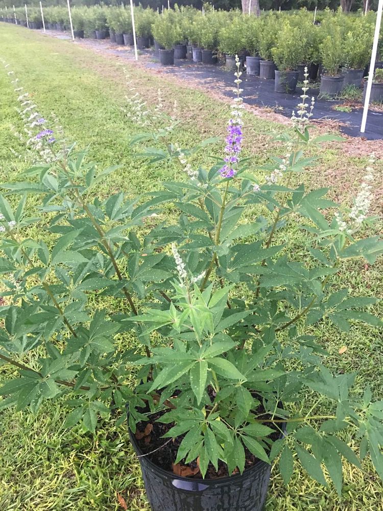vitex-chastetree