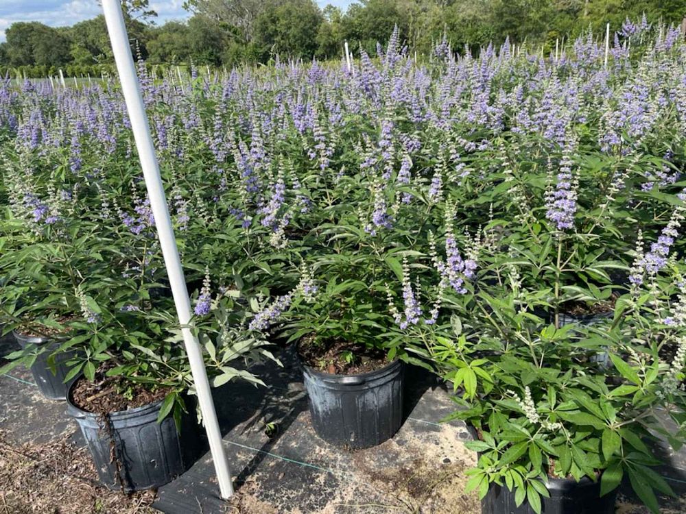 vitex-chastetree