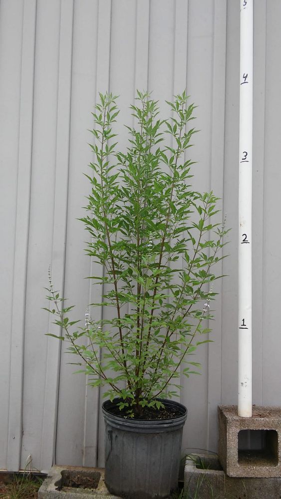 vitex-chastetree