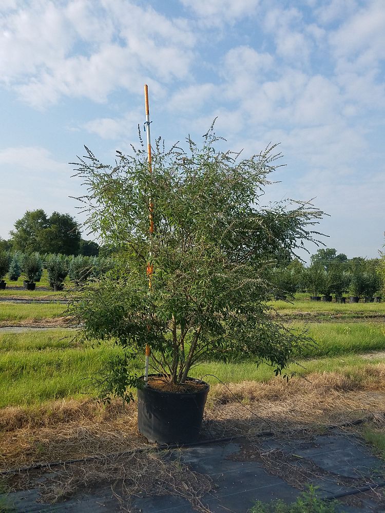 vitex-chastetree
