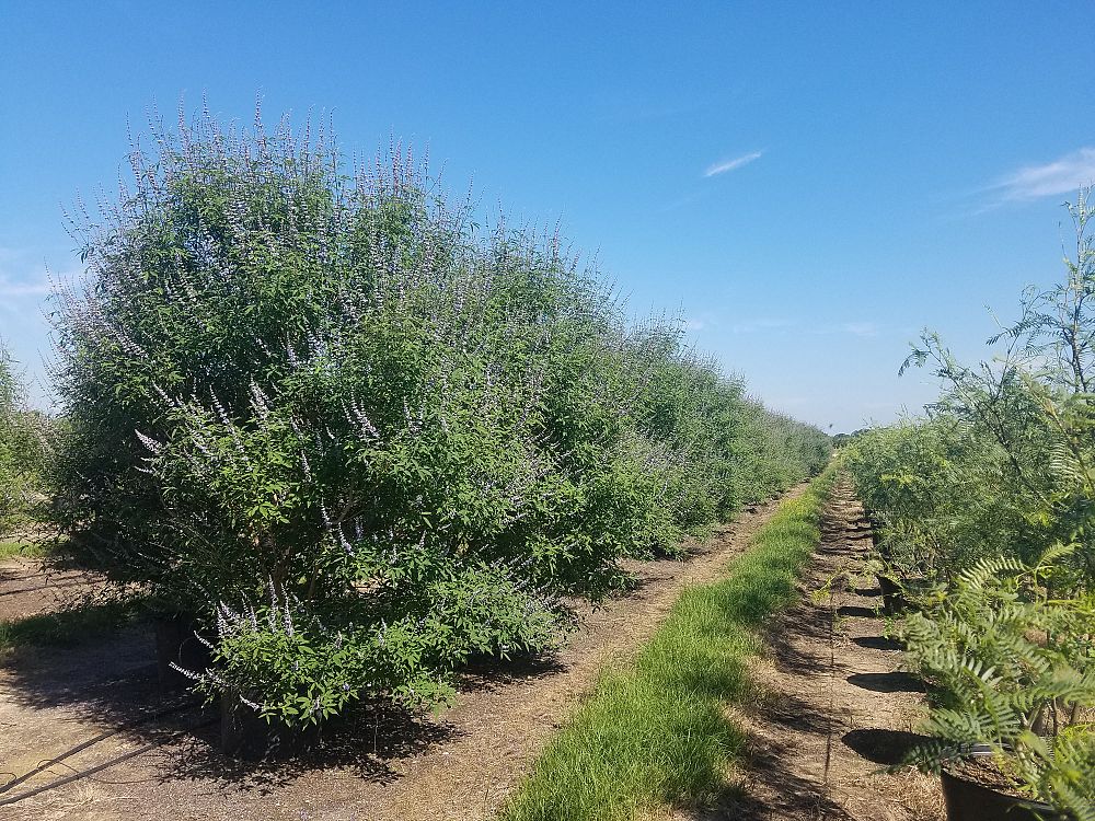 vitex-chastetree
