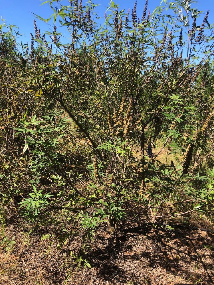 vitex-chastetree