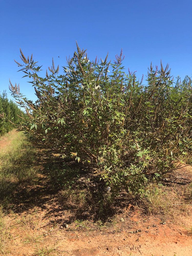 vitex-chastetree