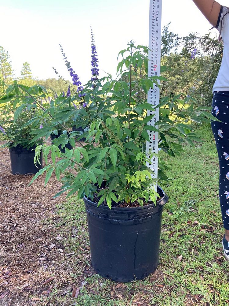 vitex-chastetree