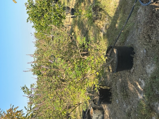 vitex-chastetree