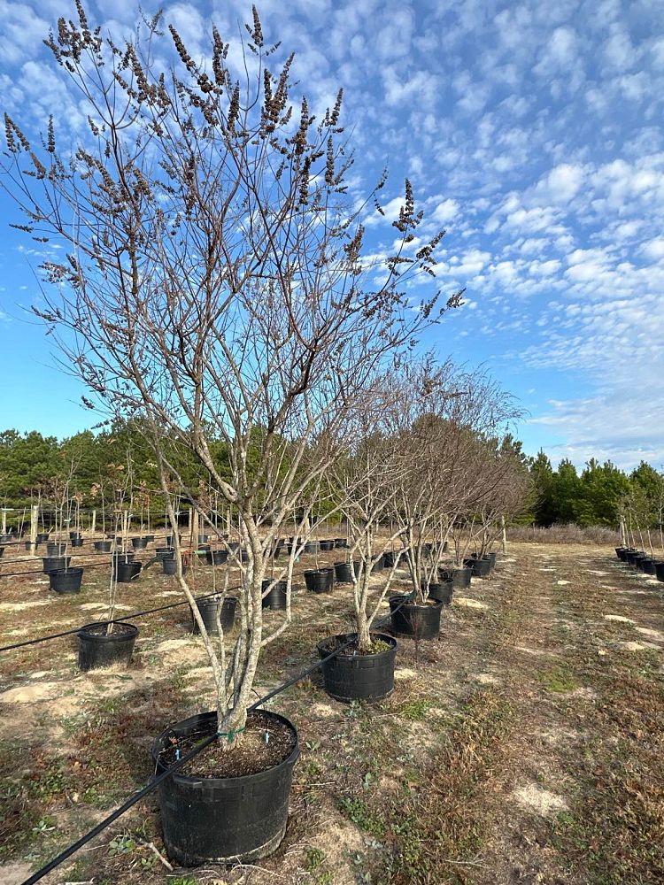 vitex-chastetree