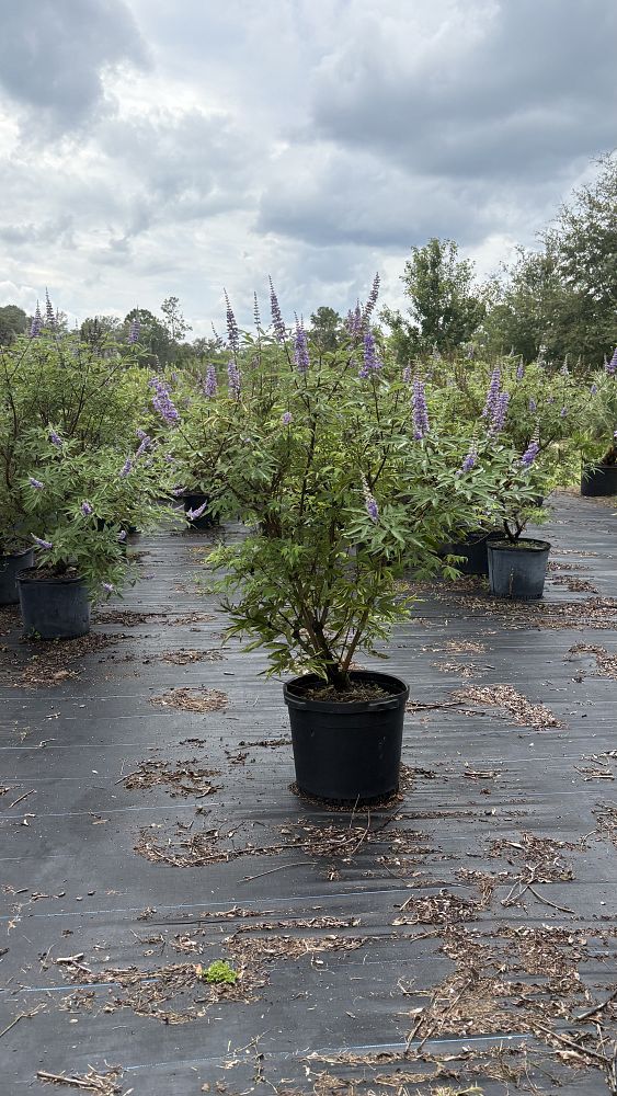 vitex-chastetree