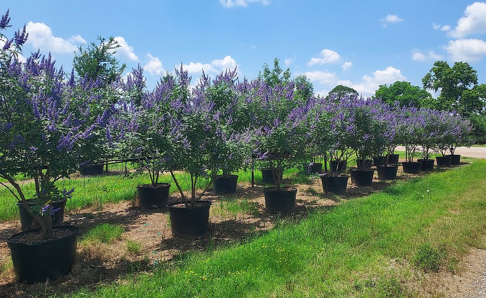 vitex-chastetree