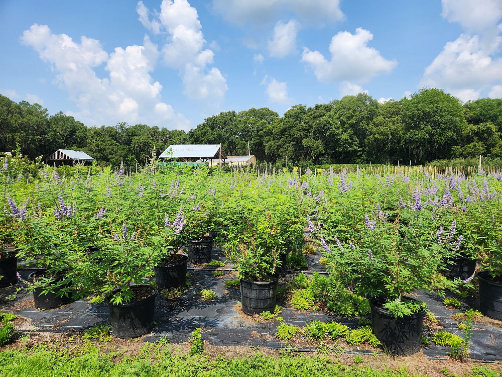 vitex-chastetree