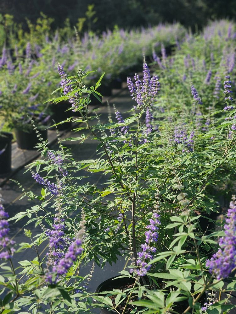 vitex-chastetree