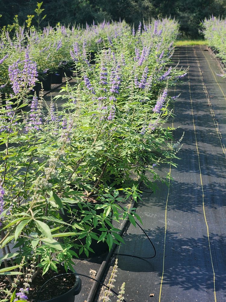 vitex-chastetree