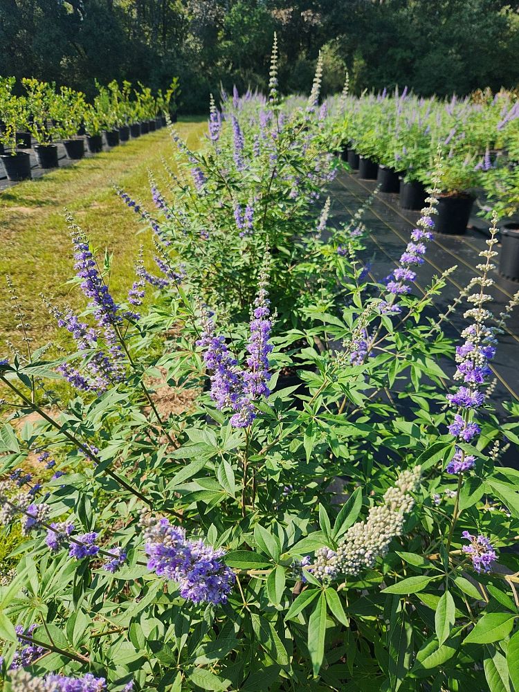 vitex-chastetree