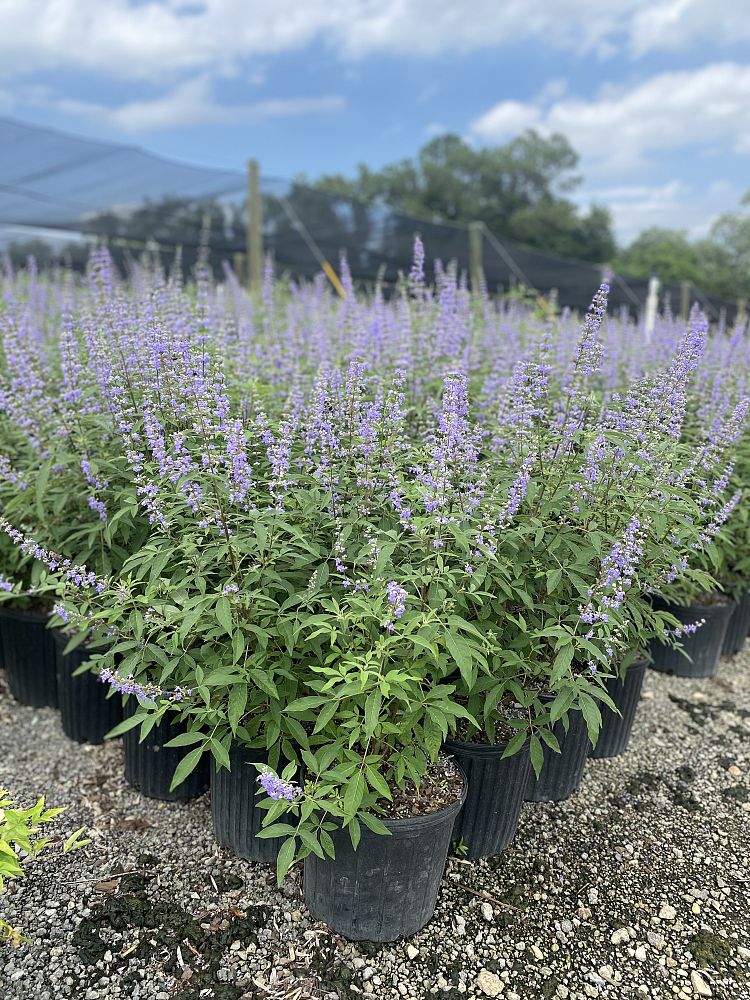 vitex-chastetree