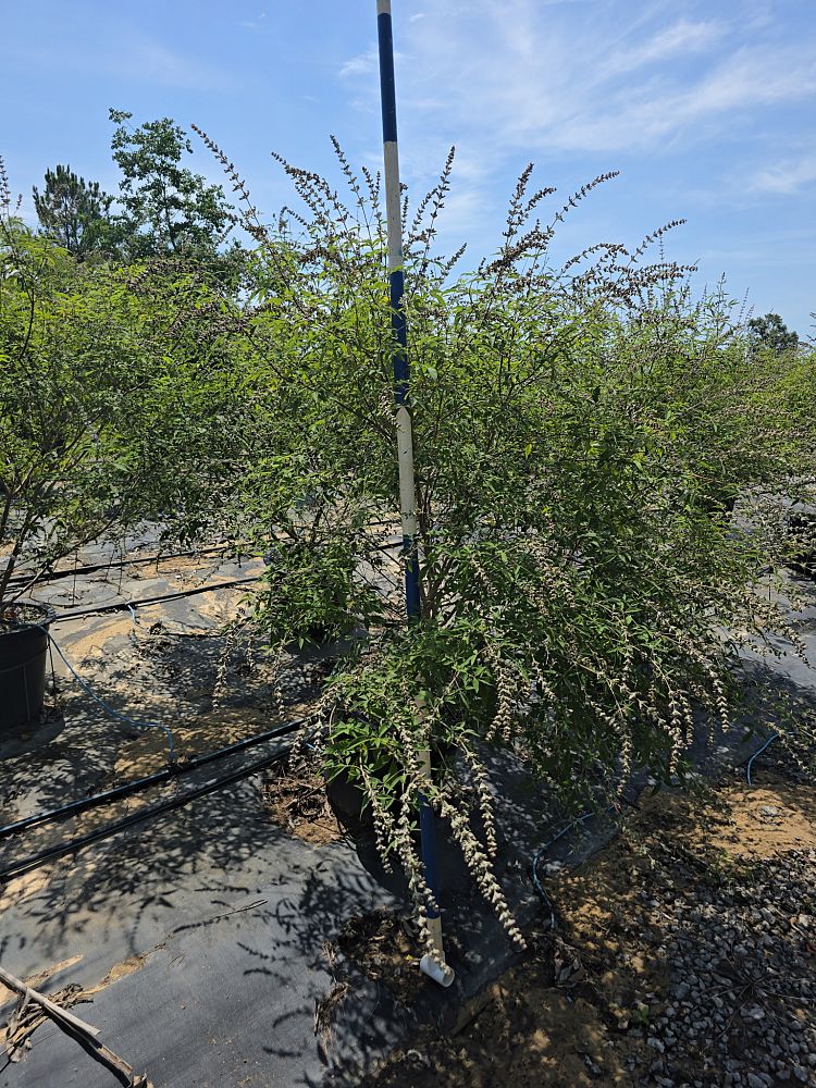 vitex-chastetree