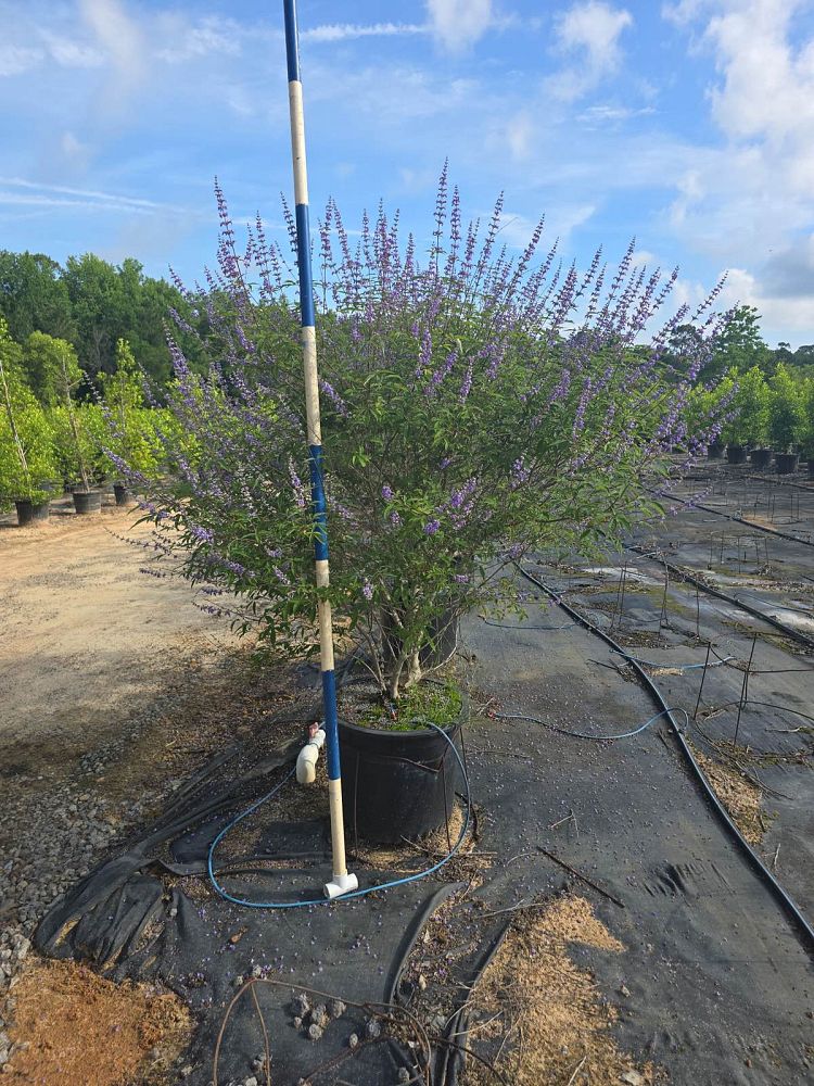vitex-chastetree